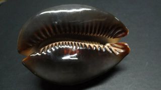 1803 - 168 - Cypraea Mauritiana - Natural Seashell 3