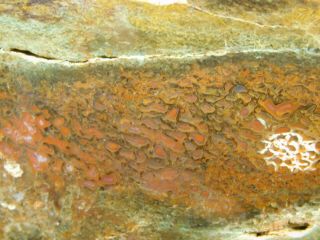 Green / Orange Cells A Polished Agatized Dinosaur Gem Bone Fossil Utah 464gr