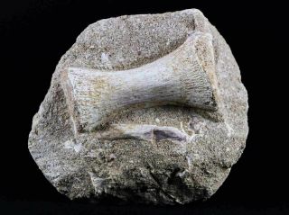 Mosasaur Fossil Paddle Bone In Matrix Cretaceous Dinosaur Era 80 Million Yrs Old