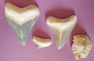 3 Megalodon Shark Teeth From " Bone Valley Fl 2 " - - - 1 7/8 " - - - 1/2 "
