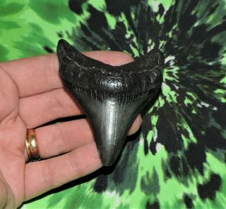 Megalodon Sharks Tooth 3 1/16  Inch No Restorations Fossil Sharks Teeth Tooth