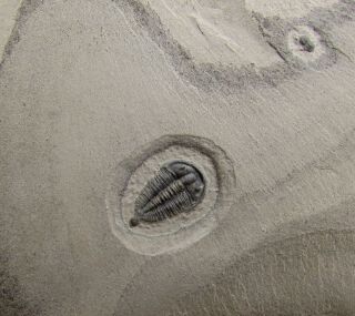 Bolaspidella Trilobite Fossil With Lejopyge Agnostid