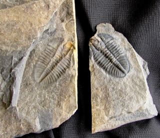 Awesome Ogygopsis Trilobite Fossil Part And Counterpart
