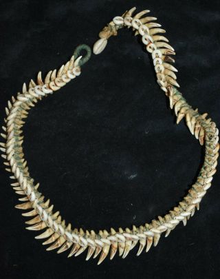 Orig $399 Papua Guinea Tooth Necklace 1900s 12 " Prov