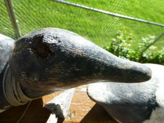3 VINTAGE SAN FRANCISCO BAY AREA DECOYS 2 CANVASBACK DRAKES AND A BLUE BILL 3