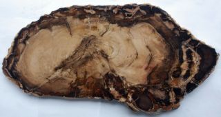 Very Large,  Polished Washington State Petrified Wood Round - Conifer
