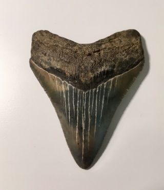 Fossilized Megalodon Shark Tooth,  2 1/4 Inches