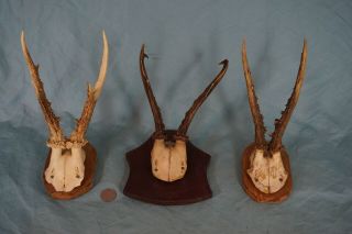 Set Of 3 Vintage Verystrong Roe Deer Antlers On Wooden Trophy - Plaque Wallmounts