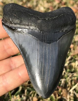 Killer Serrated 3.  788 " Megalodon Tooth