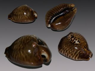 Seashell Cowrie Cypraea Mus Bicornis Dark And Heavy Giant 61.  2 Mm