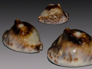 Seashell Cypraea Teulerei Crazy Horned Specimen Superba Shell 47.  8 Mm F,  /gem
