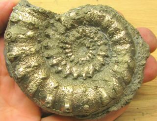 Large Golden Eoderoceras 80 Mm Jurassic Pyrite Ammonite Fossil Uk Gold
