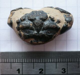 Fossil Crab,  Glyphithyreus Wetherelli,  Eocene,  London Clay,  Sheppey,  Uk
