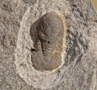 Rare Ordovician Trilobite,  Degamella,  From Morocco