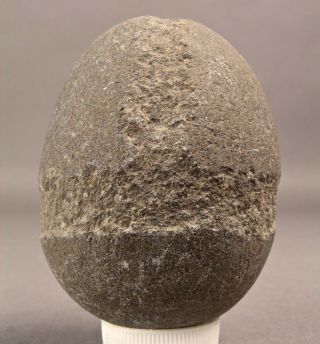 500 - 5000yrs Aleut Artifact Kodiak Ak Inuit Grooved Maul R Stone Fish Sinker 209