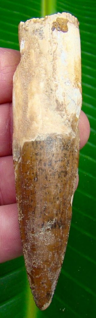 Spinosaurus Dinosaur Tooth - 3 & 7/8 In.  100 Real Fossil Tooth