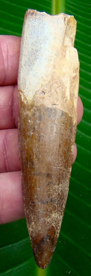 SPINOSAURUS Dinosaur Tooth - 3 & 7/8 in.  100 REAL FOSSIL TOOTH 2