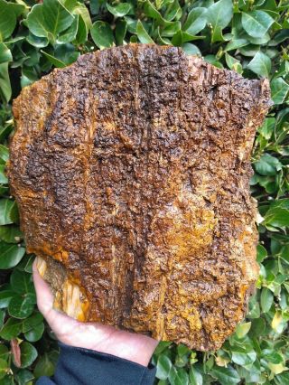 Large All Opal Petrified Wood Compressed Round Coal Mine Basin Owyhee Oregon 9lb