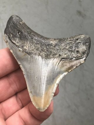 6 Huge 3 1/8 " Megalodon Giant Shark Tooth Teeth Extinct Fossil Megladon