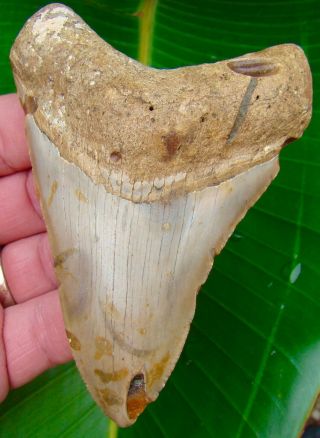 Megalodon Shark Tooth 4 & 7/16 In.  Real Fossil Sharks Teeth - No Restorations