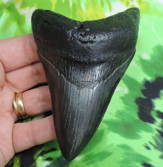 Megalodon Sharks Tooth 4 1/8  Inch Fossil Sharks Teeth Tooth