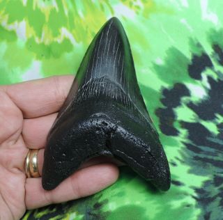 Megalodon Sharks Tooth 4 1/8  inch fossil sharks teeth tooth 2