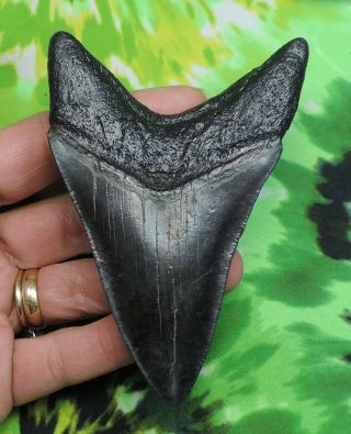 Megalodon Sharks Tooth 4 1/8  inch fossil sharks teeth tooth 3