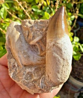 Incredibly Mosasaurus Dinosaur Tooth Fossil In A Stone With Other Fossils