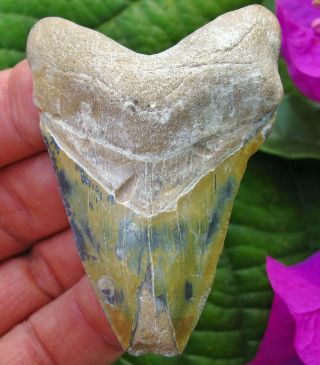 Crazy Color 2.  8 " Bone Valley Megalodon Fossil Shark Tooth Florida Teeth Miocene
