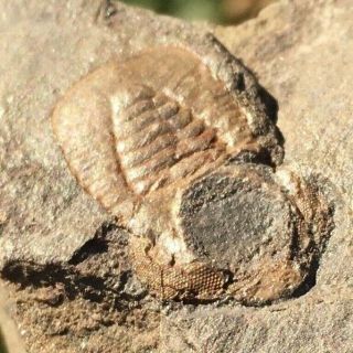 2 Rare Cyclopyge Ordovician Trilobite With Eyelenses 100 Natural Morocco Fossil