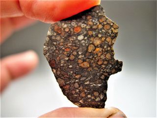 Part Slice Chondrules Nwa 7454 Cv3 Meteorite 3.  2 Gms