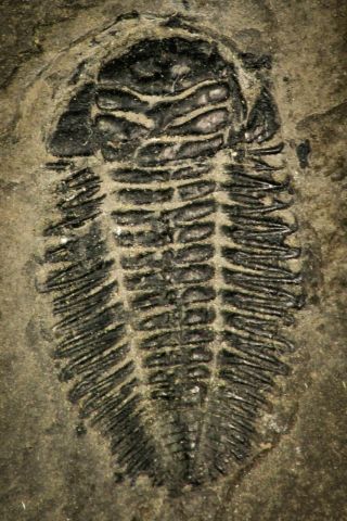 Rare 0.  80 Inch Bathynotus Kueichouensis Early Cambrian Trilobite - Eastern Asia