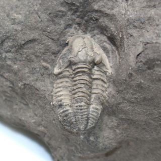Trilobite,  Cummingella Belisama,  Carboniferous,  Tournai,  Belgium - Eb7604