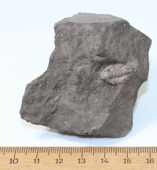 Trilobite,  Cummingella belisama,  Carboniferous,  Tournai,  Belgium - eb7604 2