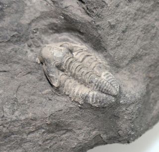 Trilobite,  Cummingella belisama,  Carboniferous,  Tournai,  Belgium - eb7604 3