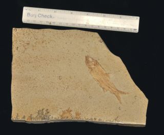 Fossil Fish - Caturus Furcatus From Germany