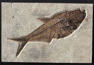 Fossil Fish Diplomystus Dentatus Gr Formation,  Sw Wyoming