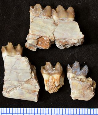 Rare Miohippus Jaw Sections,  Early Large Horse Fossils,  South Dakota,  H516 2