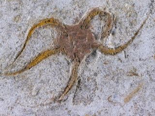 Brittle Star Fish Fossil Ordovician Age Starfish Geocoma Corinata Stand