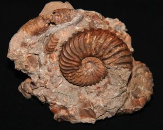 Ammonite Sonneratia Hamites Tetrahoplites Gastropod Bivalve Fossil Kazakhstan