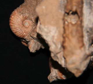 Ammonite Sonneratia Hamites Tetrahoplites gastropod bivalve Fossil Kazakhstan 3