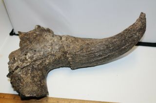 Bison Partial Skull Fossil Pleistocene Bison Buffalo 12 " Ba4