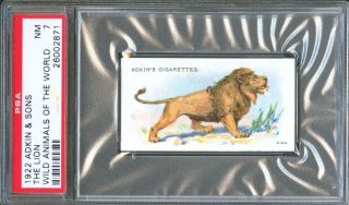 1922 Adkin & Sons The Lion Wild Animals Of The World Trade Card Psa 7