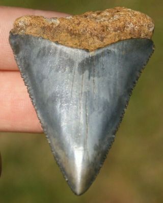 2 3/8 " Fossil Great White Shark Tooth Authentic Carcharodon Carcharias Atlantic