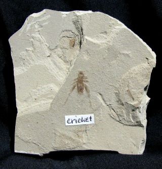 Extinctions - Extremely Detailed Cricket Insect Fossil W/very Long Legs - Classic