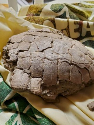 Fossililized Turtle: Unidentified Species From Sounth Dakota