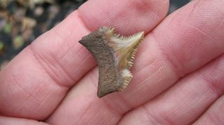 Fossil Angustiden Megalodon Shark Tooth Shark Tooth 0.  975 Inches