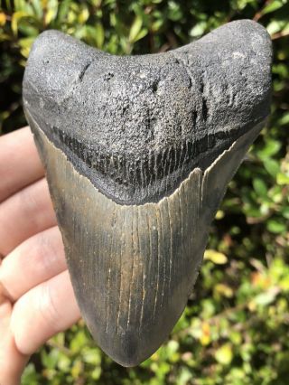 Huge Color 4.  44” Megalodon Tooth Fossil Shark Teeth