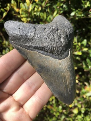 Huge Color 4.  44” Megalodon Tooth Fossil Shark Teeth 2