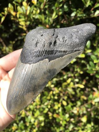 Huge Color 4.  44” Megalodon Tooth Fossil Shark Teeth 3